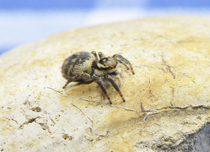 Carrhotus xanthogramma